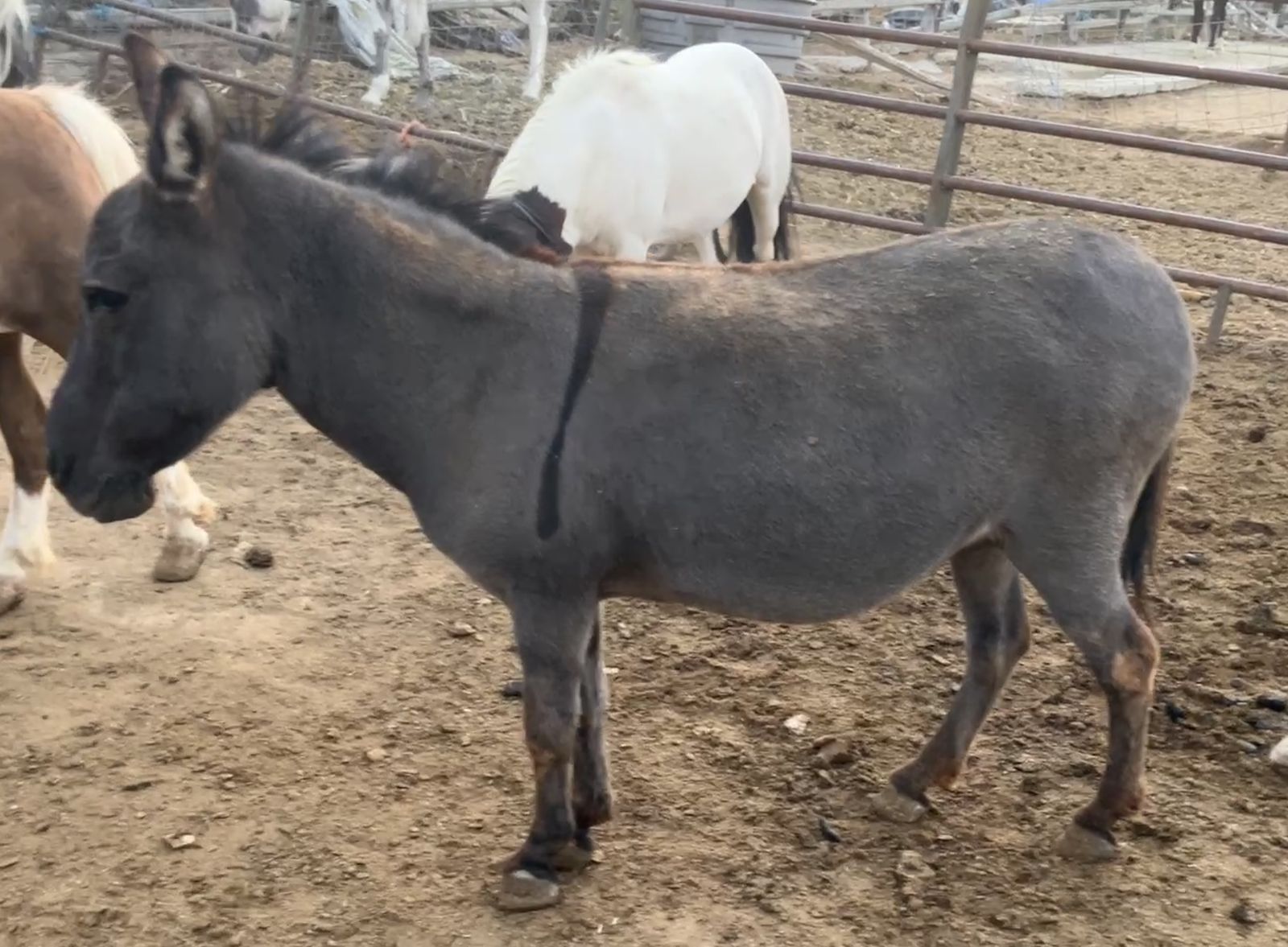  mini donkey Jenny 