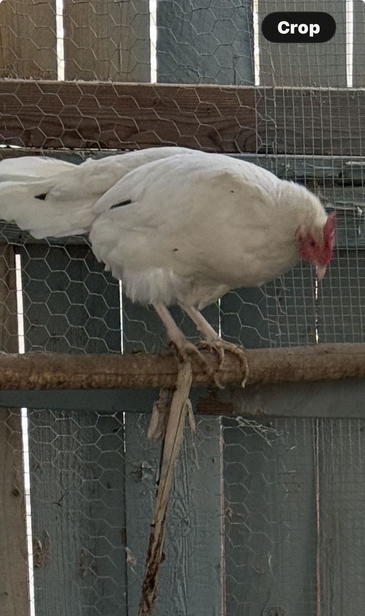 Hen