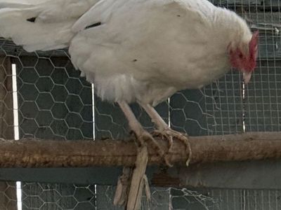 Hen