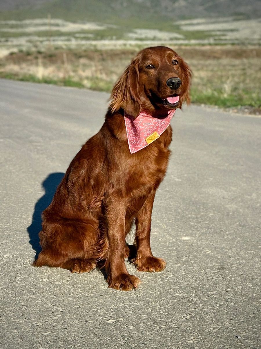 Johanna - 2.5 year old female Mini Golden Retriever