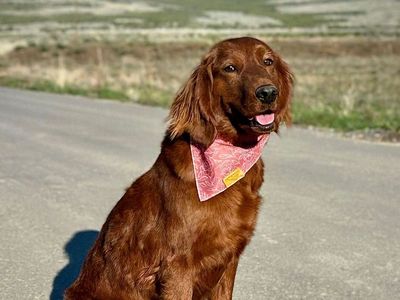 Johanna - 2.5 year old female Mini Golden Retriever