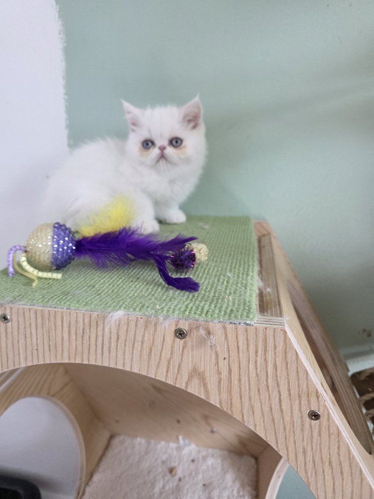 Exotic Purebred Persian kitten (female)