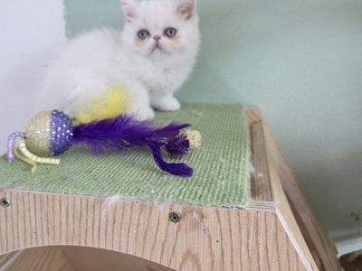Exotic Purebred Persian kitten (female)