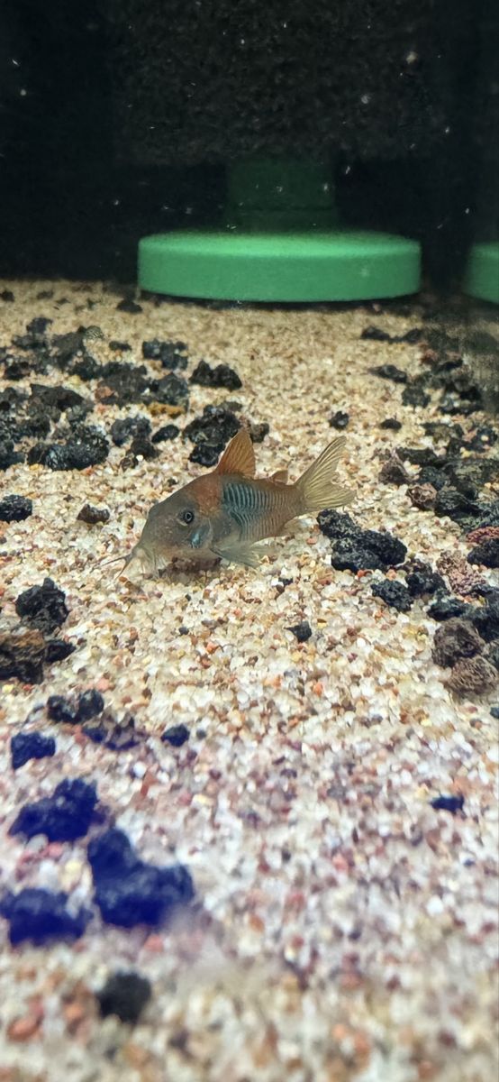 Orange Venezuelan Corydoras Catfish