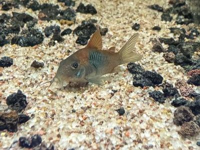 Orange Venezuelan Corydoras Catfish