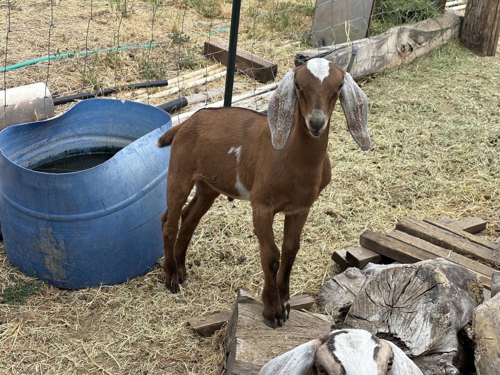 Nubian-Boer Wether Cross