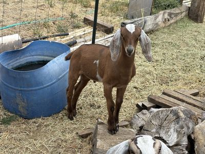 Nubian-Boer Wether Cross