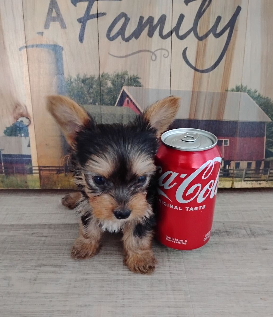 Toy and teacup yorkies