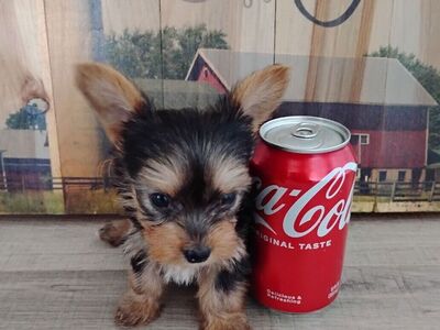 Toy and teacup yorkies