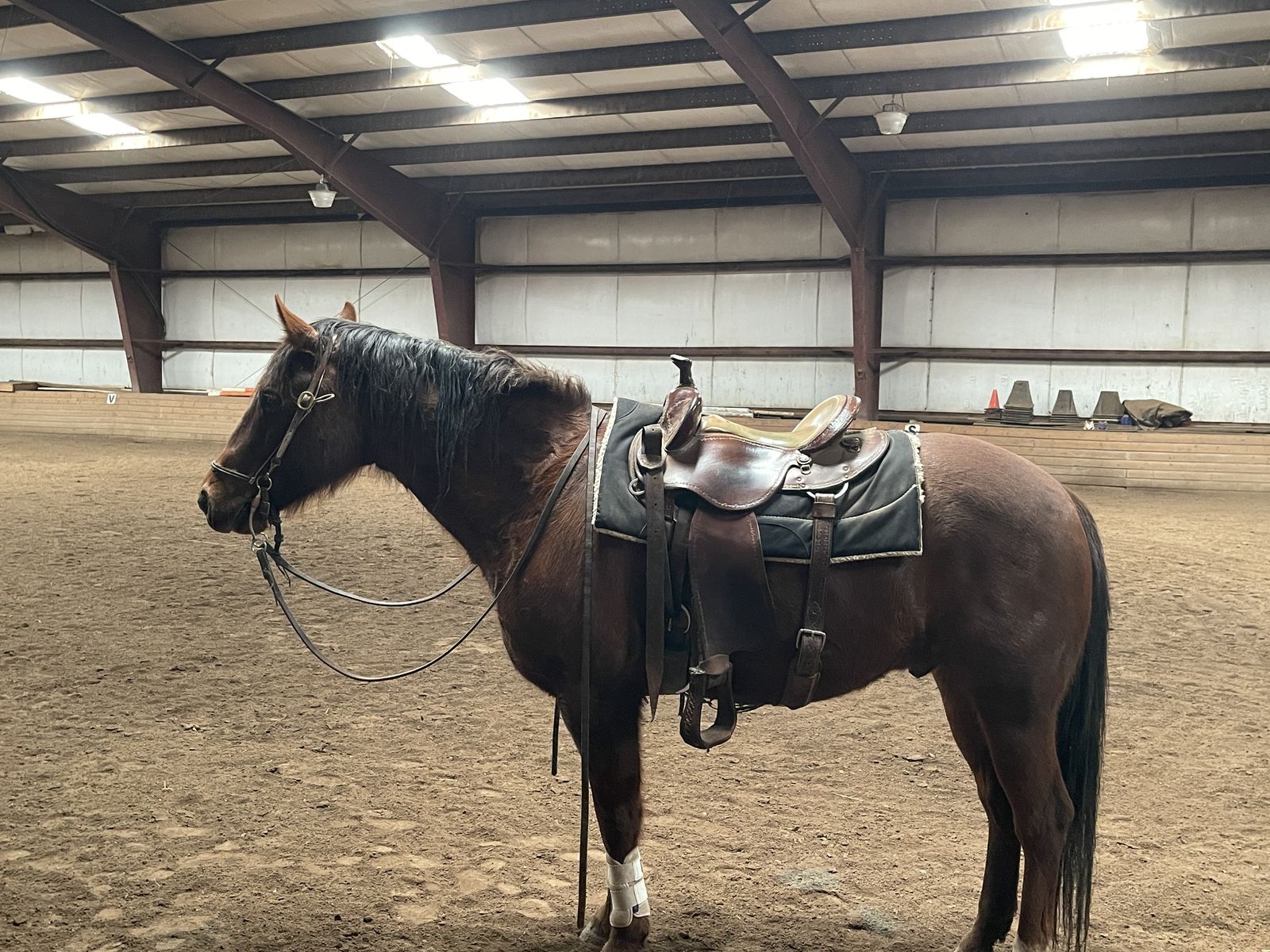 Aqha Gelding