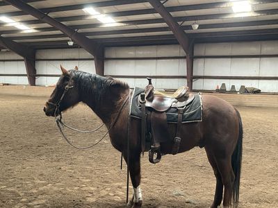 Aqha Gelding