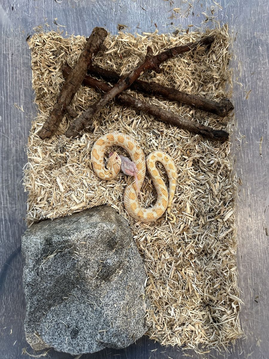 Albino Western Hognose Snake - Healthy, Feeding Well, Gorgeous Pattern
