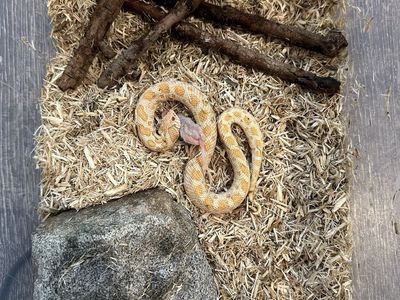 Albino Western Hognose Snake - Healthy, Feeding Well, Gorgeous Pattern