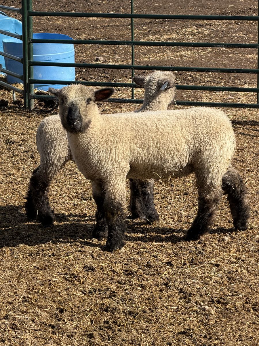 Show Lambs