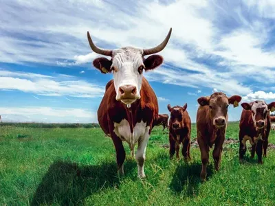 50lbs Beef Balancer by Fertrell