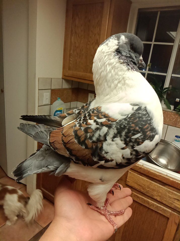 Modena pigeon for sale