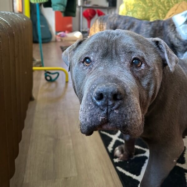 Hello my name is Borris