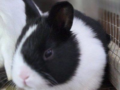 Baby Dutch Bunny Rabbits