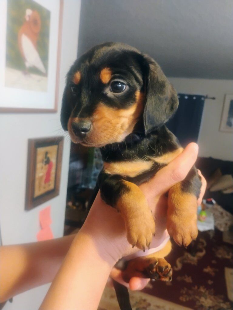 puppies great companions!!