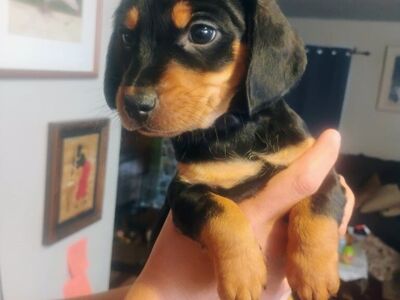 puppies great companions!!