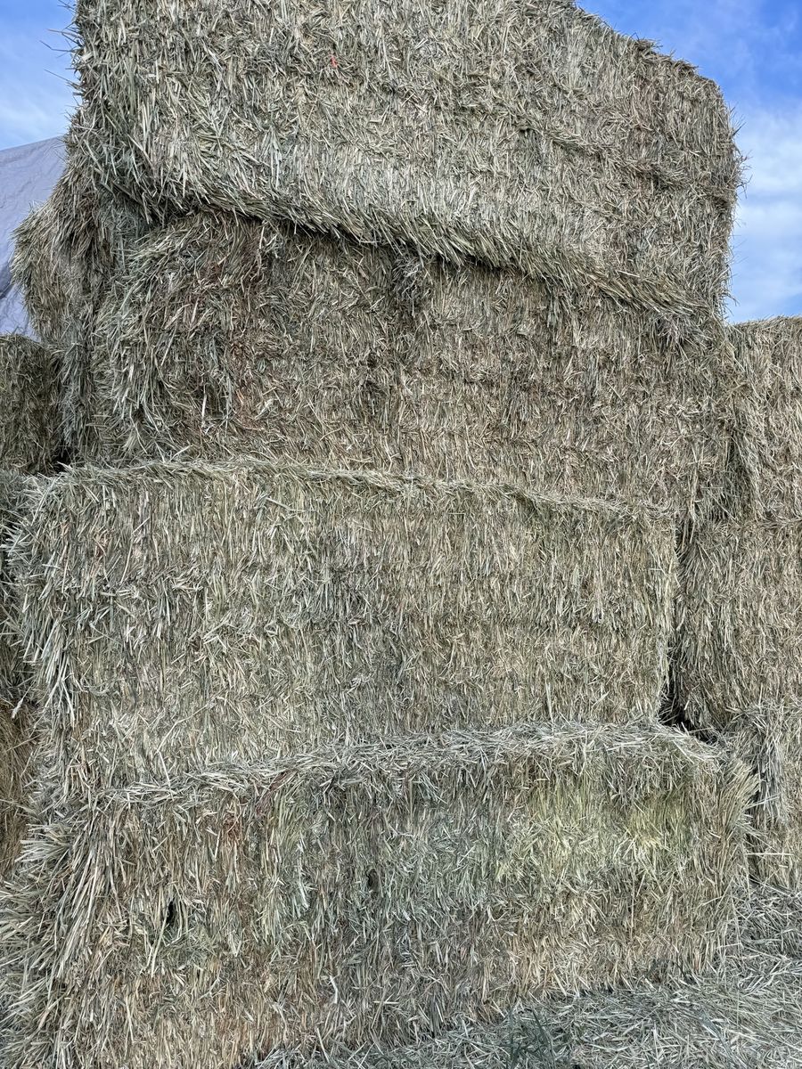 Triticale 3x4 Bales
