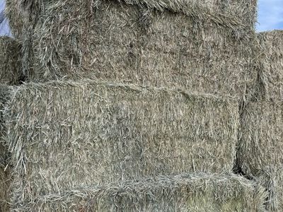 Triticale 3x4 Bales