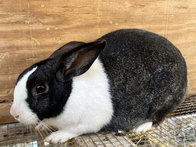 Purebred Steel Dutch Rabbit Doe