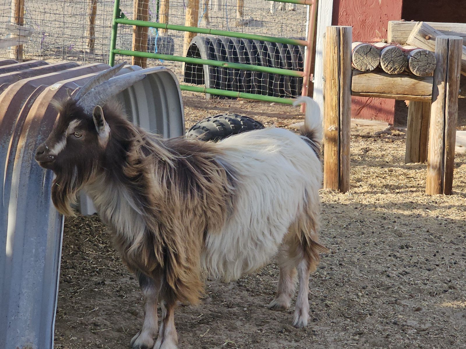 Free purebred miniature silky fainting buck
