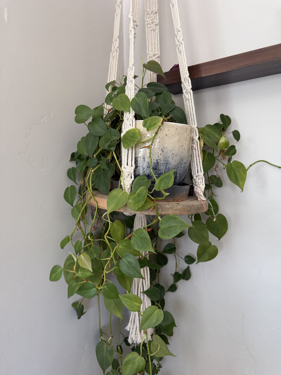 Macrame Hanging Planter with Round Wooden Shelf - Bohemian Decor includes pothos plant.