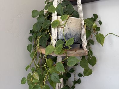 Macrame Hanging Planter with Round Wooden Shelf - Bohemian Decor includes pothos plant.
