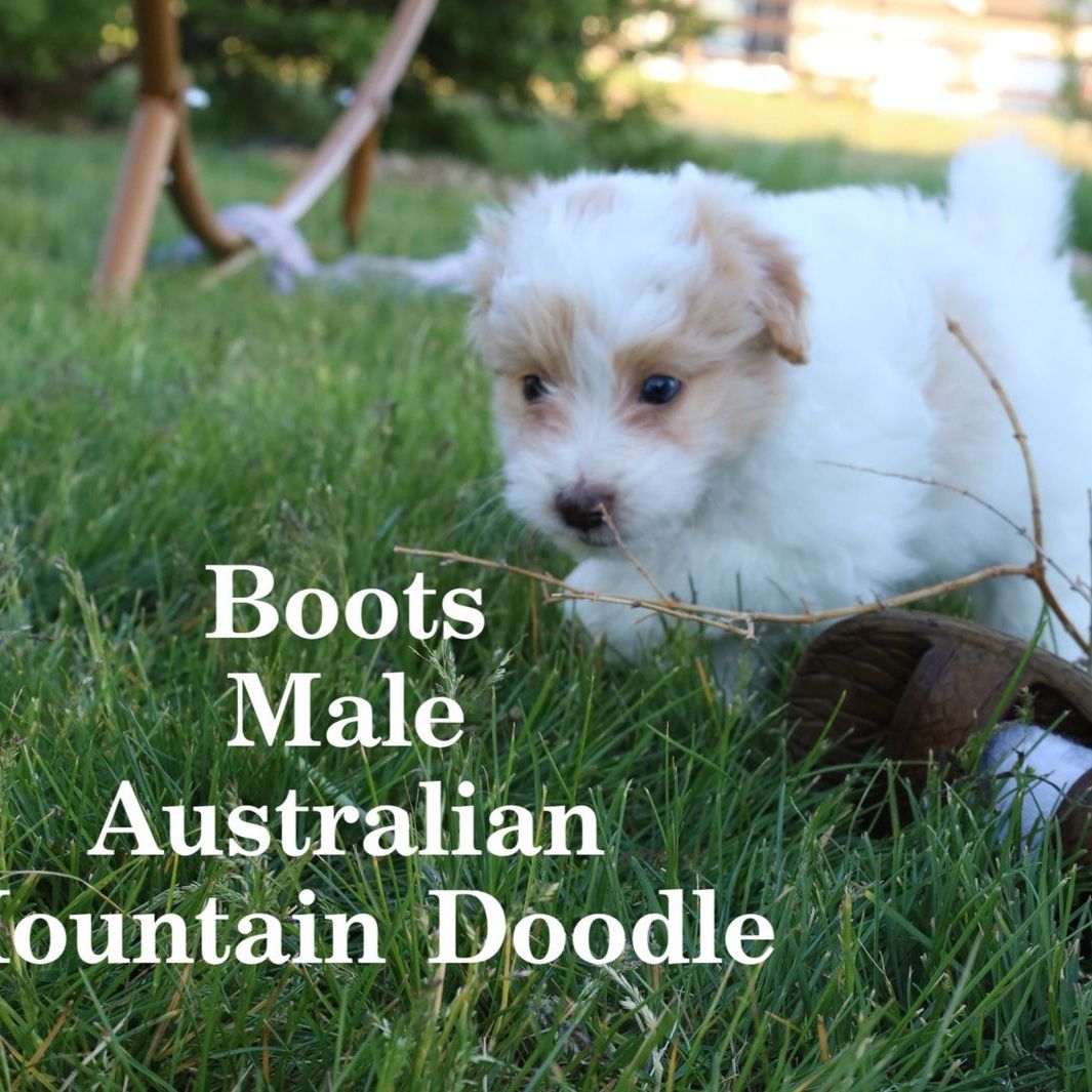 Australian Mountain Doodle Puppies