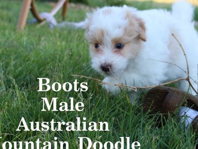 Australian Mountain Doodle Puppies
