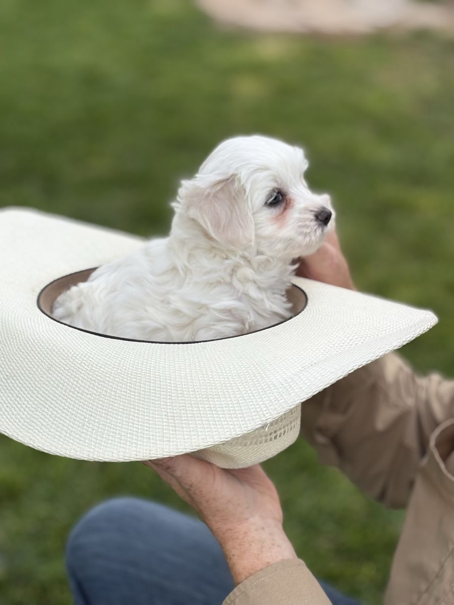 Adorable male Coton de Tulear puppy