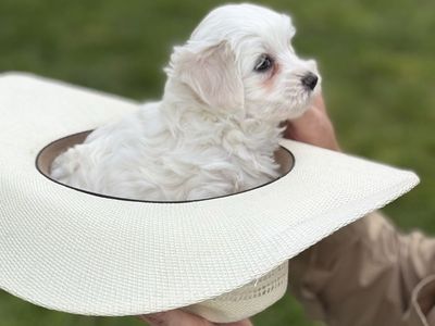 Adorable male Coton de Tulear puppy