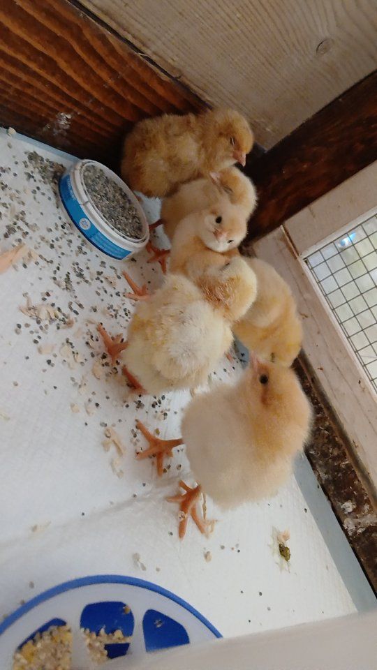 chicks for sale