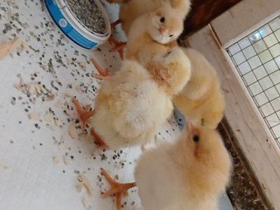 chicks for sale