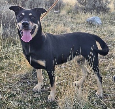 Meet Maple: A Statuesque Guardian with a Noble Heart