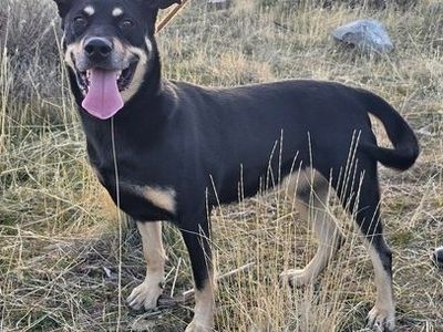 Meet Maple: A Statuesque Guardian with a Noble Heart