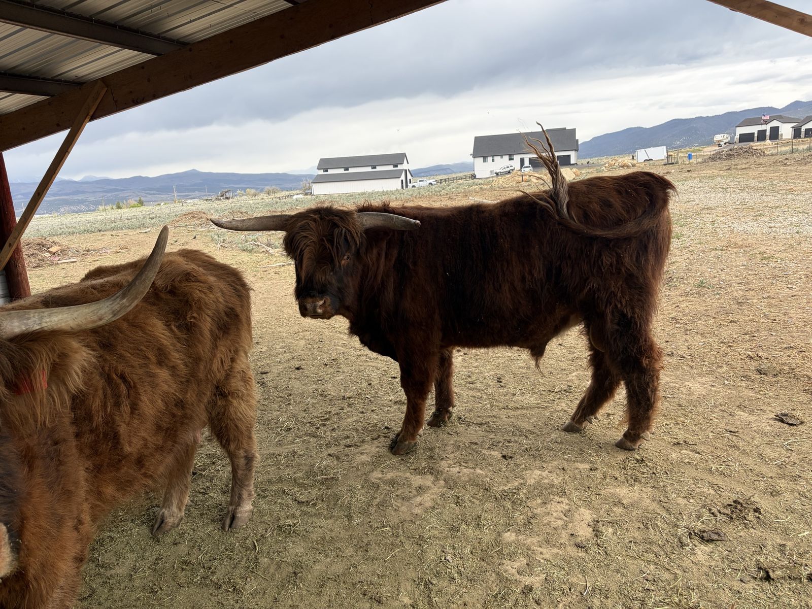 Registered Highland Proven Bull ,