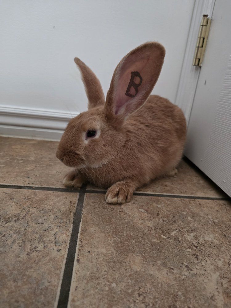 flemish giant Continental giant crosses
