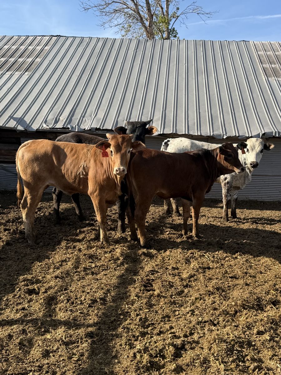 475 pound horned heifers