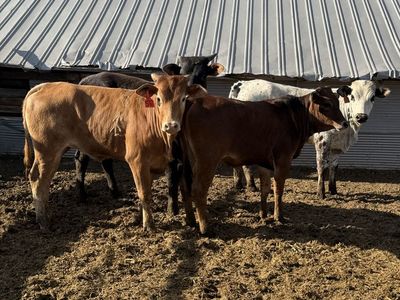 475 pound horned heifers