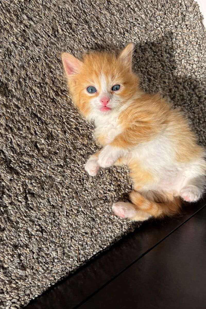 Siberian kittens And Siamese