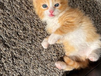 Siberian kittens And Siamese