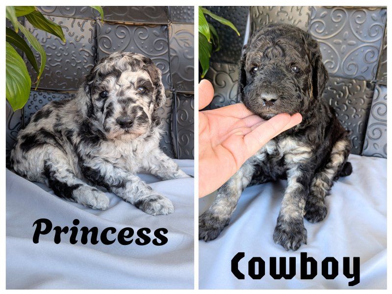 CKC Moyen Poodle Puppies *Like Bernedoodle