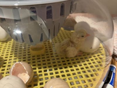 Serama Chicks