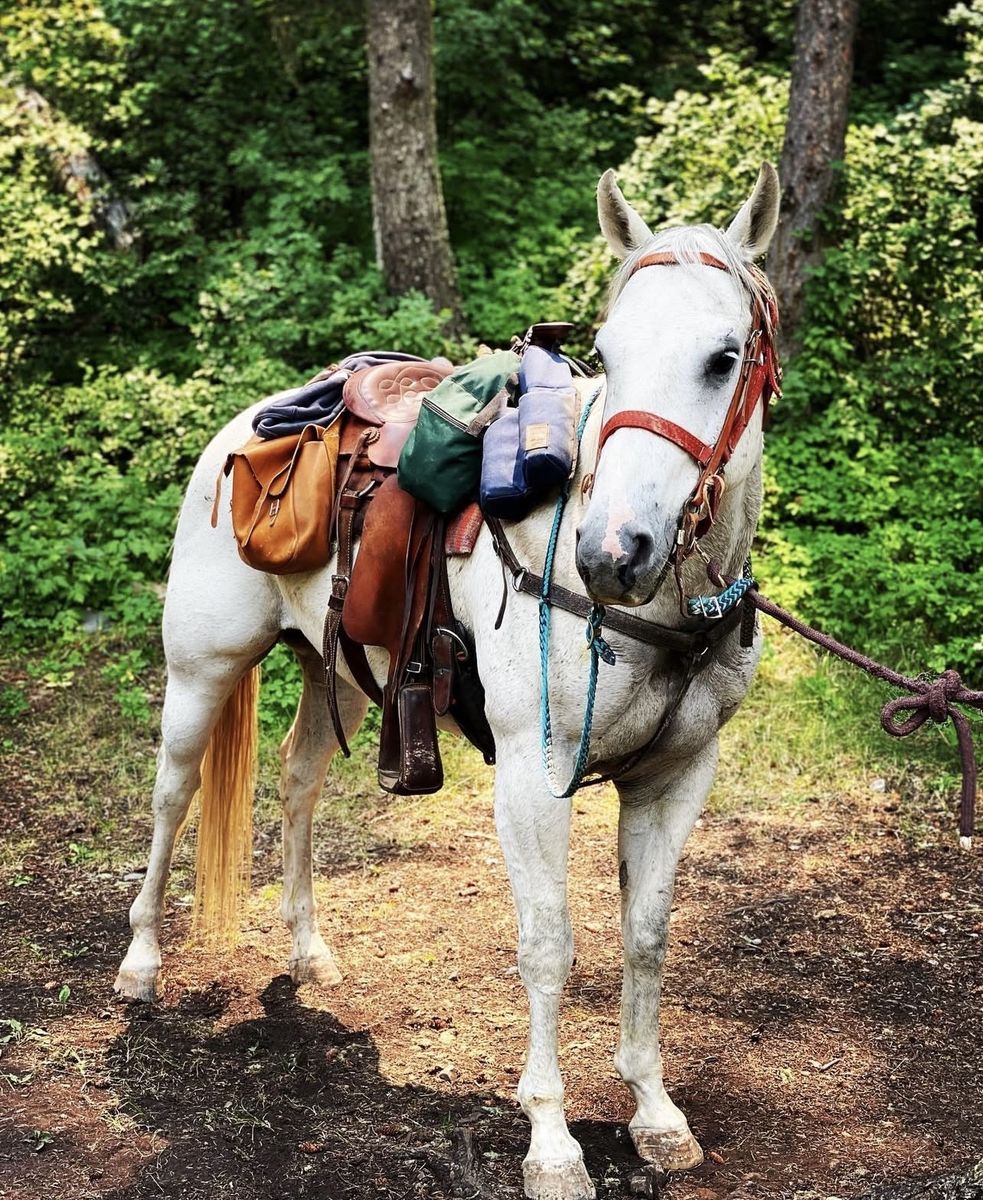 FOR SALE: 15.1-15.3 HH Quarter Horse Gelding