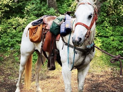 FOR SALE: 15.1-15.3 HH Quarter Horse Gelding