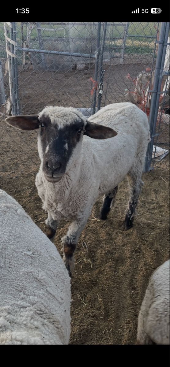 Sheep