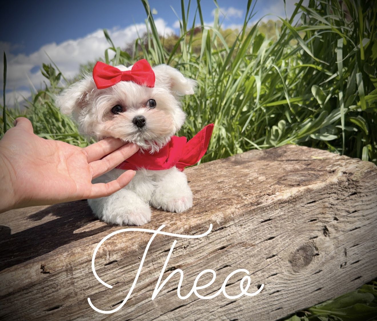 Adorable Maltese puppies - Champion lines